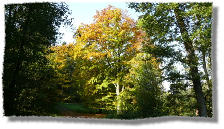 Herbst_im_Odenwald_08_03
