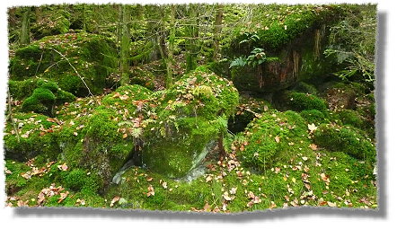 Herbst_im_Odenwald_08_08