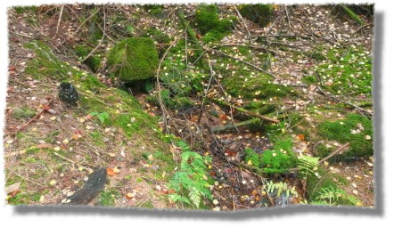 im_Lochbrunntal im_Lochbrunntal